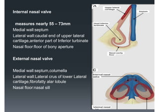 Comprehensive Overview of Deviated Nasal Septum: Anatomy, Diagnosis ...