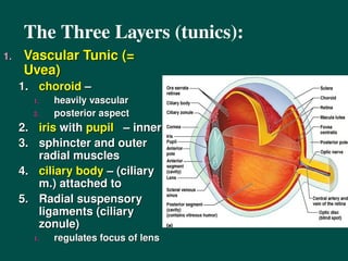 16SpecialSenses (anatomy and physiology) [Autosaved].ppt
