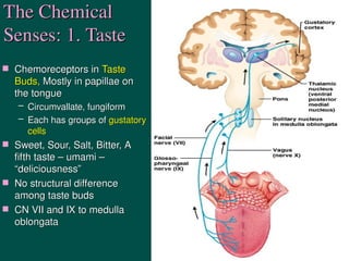 16SpecialSenses (anatomy and physiology) [Autosaved].ppt