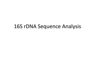 16S rDNA Sequence Analysis
 