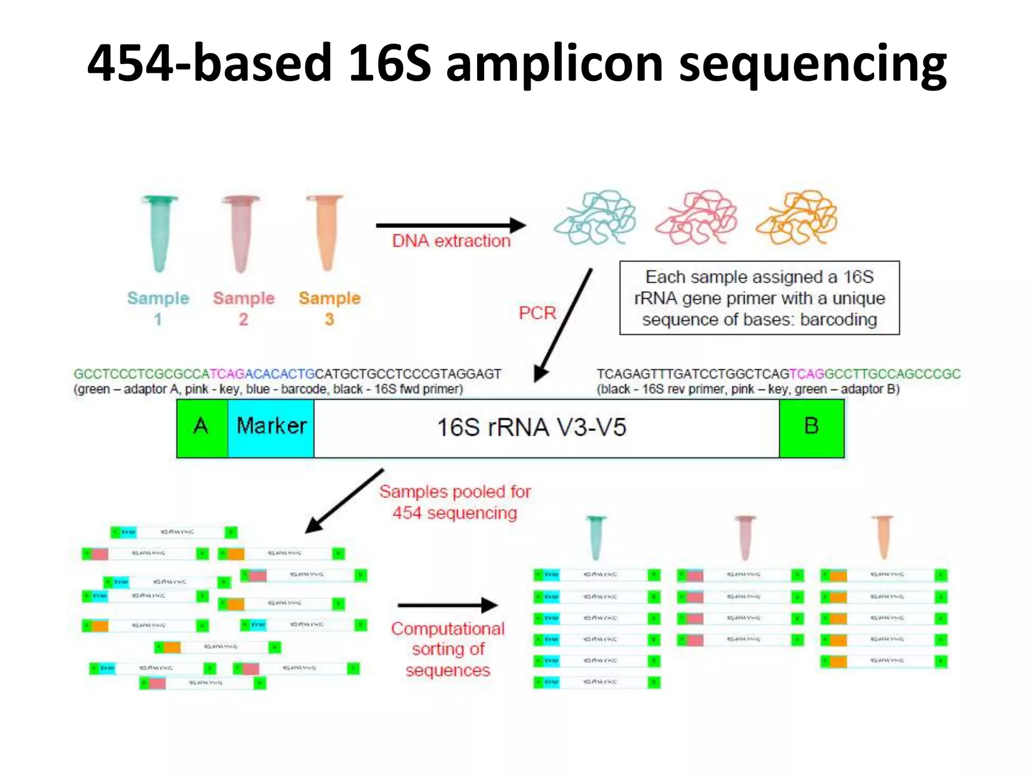 16S Ribosomal DNA Sequence Analysis PPTX