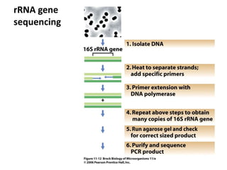 16S Ribosomal DNA Sequence Analysis | PPTX