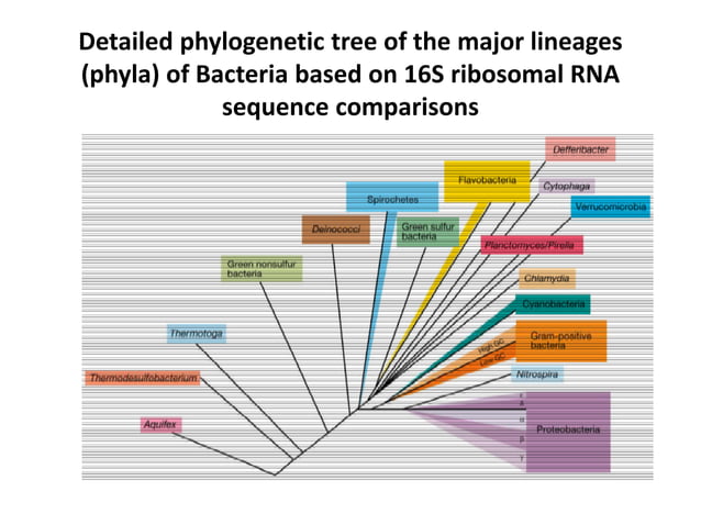 16S Ribosomal DNA Sequence Analysis | PPTX