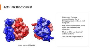 16 s rRNA Gene Sequencing for Bacterial Identification | PPTX