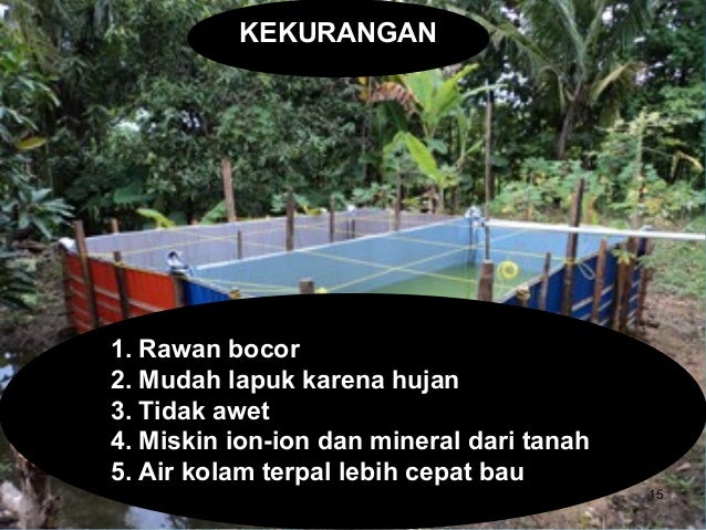 Budidaya Lele Kolam Terpal