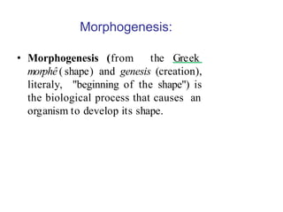 Morphogenesis Examples 16th Lec. Cellular basis of morphogenesis.pptx