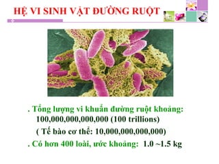 HỆ VI SINH VẬT ĐƯỜNG RUỘT
. Tổng lượng vi khuẩn đường ruột khoảng:
100,000,000,000,000 (100 trillions)
( Tế bào cơ thể: 10,000,000,000,000)
. Có hơn 400 loài, ước khoảng: 1.0 ~1.5 kg
 