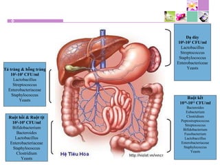 Dạ dày
100
-103
CFU/ml
Lactobacillus
Streptococcus
Staphylococcus
Enterobactericeae
Yeasts
Ruột kết
1010
-1012
CFU/ml
Bacteroides
Eubacterium
Clostridium
Peptostreptococcus
Streptococcus
Bifidobacterium
Fusobacterium
Lactobaccillus
Enterobacteriaceae
Staphylococcus
Yeasts
Tá tràng & hỗng tràng
102
-105
CFU/ml
Lactobacillus
Streptococcus
Enterobacteriaceae
Staphylococcus
Yeasts
Ruột hồi & Ruột tịt
103
-109
CFU/ml
Bifidobacterium
Bacteroides
Lactobacillus
Enterobacteriaceae
Staphylococcus
Clostridium
Yeasts
 