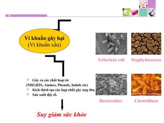  Gây ra các chất hoại tử
(NH3,H2S, Amines, Phenols, Indole etc)
 Kích thích tạo các hợp chất gây ung thư.
 Sản xuất độc tố.
Suy giảm sức khỏe
Vi khuẩn gây hại
(Vi khuẩn xấu)
:15%
Echericia coli Staphylococcus
Bacteroides Clostridium
 
