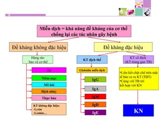 Miễn dịch = khả năng đề kháng của cơ thể
chống lại các tác nhân gây bệnh
Đề kháng đặc hiệuĐề kháng không đặc hiệu
Hàng rào
bảo vệ cơ thể
Da
Niêm mạc
Mồ hôi
Dịch nhày
Thực bào
KT không đặc hiệu:
-Lysin
-Leukin…
KT dịch thể
KT cố định
(KT trung gan TB)
Globulin miễn dịch
IgG
IgA
IgM
IgD
IgE
•Liên kết chặt chẽ trên mặt
tế bào sx ra KT (TBT)
•Cùng với TB tới
kết hợp với KN
KN
 