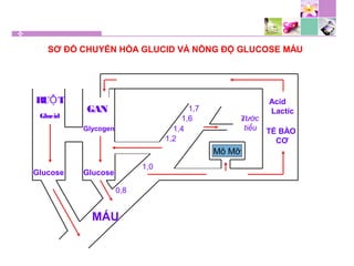 SƠ ĐỒ CHUYỂN HÓA GLUCID VÀ NỒNG ĐỘ GLUCOSE MÁU
Mô Mỡ
RU TỘ
Glucid
Glucose
MÁU
Glucose
GAN
Glycogen
Nước
tiểu
0,8
1,0
1,2
1,4
1,6
1,7
Acid
Lactic
TẾ BÀO
CƠ
 