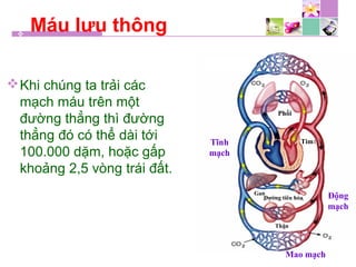 Máu lưu thông
Khi chúng ta trải các
mạch máu trên một
đường thẳng thì đường
thẳng đó có thể dài tới
100.000 dặm, hoặc gấp
khoảng 2,5 vòng trái đất.
Phổi
Tim
Gan
Đường tiêu hóa
Thận
Tĩnh
mạch
Động
mạch
Mao mạch
 