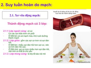 2. Suy tuần hoàn do mạch:
Thành động mạch có 3 lớp:
2.1.1 Lớp ngoài cùng: vỏ xơ
- Có các sợi thần kinh chi phối
- Ở ĐM lớn có cả mạch máu nhỏ nuôi dưỡng
thành mạch
2.1.2. Lớp giữa: gồm các sợi cơ trơn và sợi đàn
hồi.
- Ở ĐM lớn: nhiều sợi đàn hồi hơn sợi cơ, nên
có tính đàn hồi cao.
- Ở ĐM nhỏ: sợi cơ trơn nhiều hơn sợi đàn hồi,
nên tính co thắt là chủ yếu
2.1.3. Lớp trong cùng: là lớp tế bào nội mô
2.1. Xơ vữa động mạch:
 