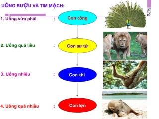 Con công
Con sư tử
Con khỉ
Con lợn
1. Uống vừa phải :
2. Uống quá liều :
3. Uống nhiều :
4. Uống quá nhiều :
UỐNG RƯỢU VÀ TIM MẠCH:
 