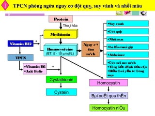 TPCN phòng ngừa nguy cơ đột quỵ, suy vành và nhồi máuTPCN phòng ngừa nguy cơ đột quỵ, suy vành và nhồi máu
Tho¸i hãa
Protein
Methionin
Vitamin B12Vitamin B12
TPCN
•Vitamin B6
•Axit Folic
Homocysteine
(BT: 5 - 10 µmol/L)
Nguy c¬
tim
m¹ch
• ét quþĐ
•Nhåi m¸u
•Alzheimer
• éc néi m«m¹chĐ
•T ng kÕt dÝnh tiÓu cÇuă
•BiÕn ®æi yÕu tè ®éng
m¸u
CystathioninCystathionin
Cystein
Homocystin
Bµi xuÊt qua thËn
Homocystin niÖu
•Suy vµnh
•Ló lÉn tuæi giµ
+
+
1
 