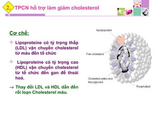 TPCN hỗ trợ làm giảm cholesterol
Cơ chế:
 Lipoproteine có tỷ trọng thấp
(LDL) vận chuyển cholesterol
từ máu đến tổ chức
 Lipoproteine có tỷ trọng cao
(HDL) vận chuyển cholesterol
từ tổ chức đến gan để thoái
hoá.
→ Thay đổi LDL và HDL dẫn đến
rối loạn Cholesterol máu.
2.
 