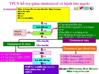 •T¨ng ng­ng tô tiÓu cÇu
•KÝch thÝch t¨ng sinh c¬ tr¬n thµnh
m¹ch
•Thóc ®Èy x¬ v÷a ®éng m¹ch
•T¹o TB bät do ®¹i thùc bµo b¾t gi÷ →
m¶ng chÊt bÐo → hÑp lßng m¹ch
•Thøc ¨n ®éng vËt: n·o, tim, bÇu dôc, lßng ®á trøng
•§å mÆn, ngät
•DÇu mì
•§å r¸n
•B¬ s÷a toµn phÇn
Axit bÐo no
LDL
•MUFA
•PUFA
HDL
Axit bÐo kh«ng
no
•ChÕ ®é ¨n nhiÒu rau, tr¸i c©y
•S¶n phÈmthùc vËt
•TPCN
• Gi¶m Cholesterol
• Gi¶m nguy c¬ §MV (CHD)
• Gi¶m x¬ v÷a ®éng m¹ch
• T¨ng CholesterolT¨ng Cholesterol
• T¨ng nguy c¬ §MV (CHD)T¨ng nguy c¬ §MV (CHD)
• T¨ngT¨ng XV§MXV§M
(-)
(+)
(+)
(+)
(+)
(+)
(+)
VËn chuyÓn
VËn chuyÓn
Ghichó: CHD(Coronary Heart Disease):
BÖnh ®éng m¹ch vµnh
Cholesterol máu
Cholesterol gan (thoái hóa)
Cholesterol tổ chức
TPCN hỗ trợ giảm cholesterol và bệnh tim mạch:
 