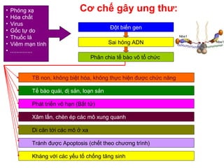 Cơ chế gây ung thư:• Phóng xạ
• Hóa chất
• Virus
• Gốc tự do
• Thuốc lá
• Viêm mạn tính
• ..............
Đột biến gen
Sai hỏng ADN
Phân chia tế bào vô tổ chức
TB non, không biệt hóa, không thực hiện được chức năng
Tế bào quái, dị sản, loạn sản
Phát triển vô hạn (Bất tử)
Xâm lấn, chèn ép các mô xung quanh
Di căn tới các mô ở xa
Tránh được Apoptosis (chết theo chương trình)
Kháng với các yếu tố chống tăng sinh
 