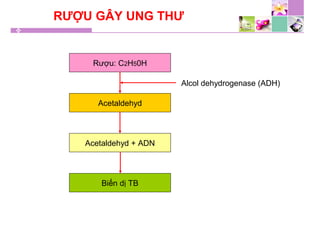 RƯỢU GÂY UNG THƯ
Rượu: C2H50H
Acetaldehyd
Acetaldehyd + ADN
Biến dị TB
Alcol dehydrogenase (ADH)
 