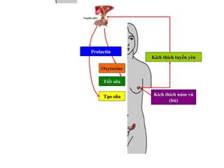 ProlactinProlactin
OxytocineOxytocine
Tiết sữaTiết sữa
Kích thích núm vúKích thích núm vú
(bú)(bú)
Kích thích tuyến yênKích thích tuyến yên
Tạo sữaTạo sữa
 