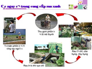 C¸c nguy c¬ trong cung cÊp rau xanhC¸c nguy c¬ trong cung cÊp rau xanh
Thu gom ph©n t­Thu gom ph©n t­
¬i tõ néi thµnh¬i tõ néi thµnh
T­íi bãn ph©n t­¬i t¹iT­íi bãn ph©n t­¬i t¹i
vïng rau ngo¹i «vïng rau ngo¹i «
Rau tr­íc khi vµo chîRau tr­íc khi vµo chî
Rau t¹i chî, cöaRau t¹i chî, cöa
hµng, nhµ hµnghµng, nhµ hµng
 