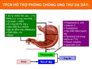 Nitrat
Nitrit
Nitrosamin
Amin (-)
Vi khuÈn
Teo d¹ dµyMuèi
Ung th­
• Polyphenol (l¸ chÌ)
• Vitamin C
• Tocophenol
• Hîp chÊt Alkyl (hµnh,
tái)
• Flavonoid (cã trong
nhiÒu lo¹i TV)
• Flavon (chanh)
• Quercetin (t¸o)
• Xö lý nhiÖt ®é cao → t¹o
PAHs (r¸n, n­íng, hun khãi…)
• ¦íp muèi → Nitrit
• D­ l­îng HCTS, thó y
• Hãa chÊt th«i nhiÔm
• §éc tè nÊm mèc (Aflatoxin)
• ChÊt bÐo, r­îu
• Nitrat
TPCN HỖ TRỢ PHÒNG CHỐNG UNG THƯ DẠ DÀY:
 