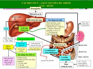 VAI TRÒ TPCN – CHẤT XƠ VỚI CHU TRÌNHVAI TRÒ TPCN – CHẤT XƠ VỚI CHU TRÌNH
GAN – RUỘTGAN – RUỘT
Hemoglobin
Bilirubin tự do
Bilirrubin liên hợpBilirrubin liên hợp
Acetyl -CoA
Cholesterol
• Acid mật
• Muối mật
Tác dụng của mật
•Dịch mật kiềm, có tác
dụng trung hòa dịch vị
• Nhũ hóa Lipid → Hấp thụ
• ↑ hấp thụ vitamin tan
trong dầu: A, D, E, K
• ↑ nhu động ruột
• Bài xuất chất độc
Bilirubin tự do
• Urobilinogen
• Stercobilinogen
• Urobilin
• Stercobilin
Phân
(vàng da cam)
• TC: 132 g/d
•Tương đương
17,9g chất xơ / d
TRỰC TRÀNG
RUỘT GIÀ
RUỘT NON
TPCN:
Chất xơ
Xơ hòa tan
(Cám)
Tăng khối phân
Xơ hòa tan
(bắp cải)
Kích thích lên
men do VK ruột
Hấp thụ acid mật ở ruộtNgắt chu trình
Gan – Ruột
Phân đào thải
nhanh → cải
thiện chuyển
hóa L, P
Tác dụng của chất xơ
•Chống táo bón
• Chống viêm ĐT, trực tràng
•Chống trĩ
• ↓ K trực tràng
• ↓ sỏi mật
• ↓ suy mạch vành
Giảm
Nước tiểu
(vàng cam)
Tái hấp thu mật phần lớn
Enzym VK yếm khí
 