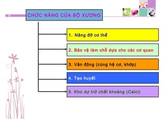 CHỨC NĂNG CỦA BỘ XƯƠNG
1. Nâng đỡ cơ thể
2. Bảo vệ làm chỗ dựa cho các cơ quan
3. Vân động (cùng hệ cơ, khớp)
4. Tạo huyết
5. Kho dự trữ chất khoáng (Calci)
 