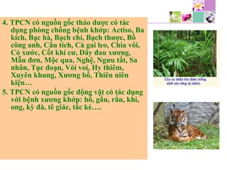 4. TPCN có nguồn gốc thảo dược có tác
dụng phòng chống bệnh khớp: Actiso, Ba
kích, Bạc hà, Bạch chỉ, Bạch thược, Bồ
công anh, Cẩu tích, Cà gai leo, Chìa vôi,
Cỏ xước, Cốt khí cư, Dây đau xương,
Mẫu đơn, Mộc qua, Nghệ, Ngưu tất, Sa
nhân, Tục đoạn, Vòi voi, Hy thiêm,
Xuyên khung, Xương bồ, Thiên niên
kiện…
5. TPCN có nguồn gốc động vật có tác dụng
với bệnh xương khớp: hổ, gấu, rắn, khỉ,
ong, kỳ đà, tê giác, tắc kè….
 