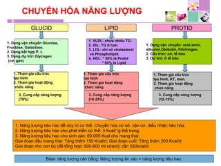 CHUYỂN HÓA NĂNG LƯỢNG
GLUCID LIPID PROTID
1. Dạng vận chuyển Glucose,
Fructose, Galactose.
2. Dạng kết hợp P, L
3. Dạng dự trữ: Glycogen
(cơ, gan)
1. VLDL: chứa nhiều TG.
2. IDL: TG ít hơn
3. LDL: chỉ có cholesterol
và Phospholipid.
4. HDL: * 50% là Protid
* 50% là Lipid
1. Dạng vận chuyển: acid amin,
albumin,Globulin, Fibrinogen.
2. Cấu trúc: cơ, tế bào.
3. Dự trữ: ở tế bào
1. Năng lượng tiêu hao để duy trì cơ thể: Chuyển hóa cơ sở, vận cơ, điều nhiệt; tiêu hóa.
2. Năng lượng tiêu hao cho phát triển cơ thể: 3 Kcal/1g thể trọng.
3. Năng lượng tiêu hao cho sinh sản: 60.000 Kcal cho mang thai;
Giai đoạn đầu mang thai: Tăng thêm 150 Kcal/d; Giai đoạn cuối: Tăng thâm 300 Kcal/d;
Giai đoạn cho con bú (để tổng hợp: 500-600 ml sữa/d): cần 550kcal/d.
Bilan năng lượng cân bằng: Năng lượng ăn vào = năng lượng tiêu hao.
1. Tham gia cấu trúc
tạo hình
2. Tham gia hoạt động
chức năng
3. Cung cấp năng lượng
(70%)
1. Tham gia cấu trúc
tạo hình
2. Tham gia hoạt động
chức năng
3. Cung cấp năng lượng
(18-25%)
1. Tham gia cấu trúc
tạo hình, KT, men.
2. Tham gia hoạt động
chức năng
3. Cung cấp năng lượng
(12-15%)
 