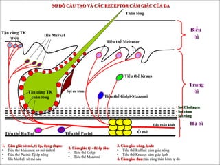 Tận cùng TK
tự do
Đĩa Merkel
Tiểu thể Pacini
Tiêu thể Meissner
Tận cùng TK
chân lông
Biểu
bì
Trung
bì
Hạ bì
Ổ mỡTiểu thể Ruffini
Thân lông
Tiểu thể Kraus
Tiểu thể Golgi-Mazzoni
• Sợi ChollagenSợi Chollagen
• Sợi chunSợi chun
• Sợi vòngSợi vòng
Dây thần kinhDây thần kinh
Sợi cơ trơnSợi cơ trơn
1.1. Cảm giác sờ mó, tỳ ép, đụng chạm:Cảm giác sờ mó, tỳ ép, đụng chạm:
• Tiểu thể Meissner: sờ mó tinh tếTiểu thể Meissner: sờ mó tinh tế
• Tiểu thể Pacini: Tỳ ép nôngTiểu thể Pacini: Tỳ ép nông
• Đĩa Merkel: sờ mó sâuĐĩa Merkel: sờ mó sâu
2. Cảm giác tỳ - đè ép sâu:2. Cảm giác tỳ - đè ép sâu:
• Tiểu thể GolgiTiểu thể Golgi
• Tiểu thể MazzoniTiểu thể Mazzoni
3. Cảm giác nóng, lạnh:3. Cảm giác nóng, lạnh:
• Tiểu thể Ruffini: cảm giác nóngTiểu thể Ruffini: cảm giác nóng
• Tiểu thể Krause: cảm giác lạnhTiểu thể Krause: cảm giác lạnh
4. Cảm giác đau:4. Cảm giác đau: tận cùng thần kinh tự dotận cùng thần kinh tự do
SƠ ĐỒ CẤU TẠO VÀ CÁC RECEPTOR CẢM GIÁC CỦA DASƠ ĐỒ CẤU TẠO VÀ CÁC RECEPTOR CẢM GIÁC CỦA DA
 