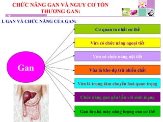 CHỨC NĂNG GAN VÀ NGUY CƠ TỔN
THƯƠNG GAN:
I. GAN VÀ CHỨC NĂNG CỦA GAN:
Gan
Cơ quan to nhất cơ thể
Vừa có chức năng ngoại tiết
Vừa có chức năng nội tiết
Vừa là kho dự trữ nhiều chất
Vừa là trung tâm chuyển hoá quan trọng
Chức năng gan gắn liền với sinh mạng
Gan là nhà máy năng lượng của cơ thể
 