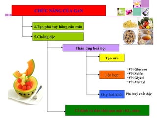CHỨC NĂNG CỦA GAN
4.Tạo phá huỷ hồng cầu máu
5.Chống độc
Phản ứng hoá học
Tạo ure
Liên hợp:
•Với Glucuro
•Với Sulfat
•Với Glycol
•Với Methyl
Oxy hoá khử: Phá huỷ chất độc
Cố định và đào thải qua mật: KL, màu
 