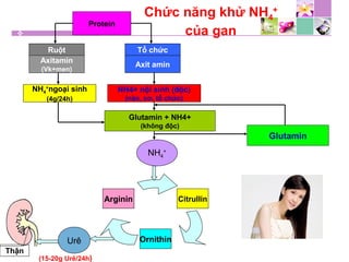 Chức năng khử NH4
+
của gan
Protein
Ruột
Axitamin
(Vk+men)
Tổ chức
Axit amin
NH4
+
ngoại sinh
(4g/24h)
NH4+ nội sinh (độc)
(não, cơ, tổ chức)
Glutamin + NH4+
(không độc)
Glutamin
Thận
CitrullinArginin
Ornithin
NH4
+
Urê
(15-20g Urê/24h)
 