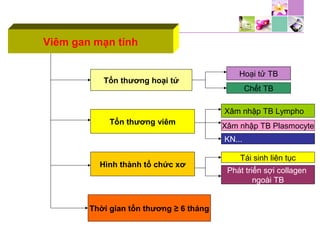 Viêm gan mạn tính
Tổn thương hoại tử
Tổn thương viêm
Hình thành tổ chức xơ
Thời gian tổn thương ≥ 6 tháng
Hoại tử TB
Chết TB
Xâm nhập TB Lympho
Xâm nhập TB Plasmocyte
KN...
Tái sinh liên tục
Phát triển sợi collagen
ngoài TB
 