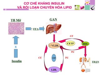 CƠ CHẾ KHÁNG INSULIN
VÀ RỐI LOẠN CHUYỂN HÓA LIPID
↑ FFA
TB Mỡ
x
Insulin
↑ VLDL
LDL
CETP
GAN
CETP
HDL
THẬN
CE TG
TG
CE
 