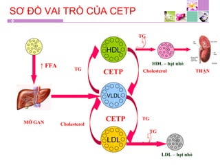 SƠ ĐỒ VAI TRÒ CỦA CETP
HDL
VLDL
LDL
↑ FFA
CETP
CETP
Cholesterol
Cholesterol
TG
TG
MỠ GAN
THẬN
LDL – hạt nhỏ
TG
TG
HDL – hạt nhỏ
 