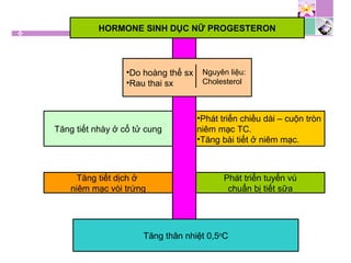 HORMONE SINH DỤC NỮ PROGESTERON
•Do hoàng thể sx
•Rau thai sx
Tăng tiết nhày ở cổ tử cung
Tăng tiết dịch ở
niêm mạc vòi trứng
•Phát triển chiều dài – cuộn tròn
niêm mạc TC.
•Tăng bài tiết ở niêm mạc.
Phát triển tuyến vú
chuẩn bị tiết sữa
Tăng thân nhiệt 0,5o
C
Nguyên liệu:
Cholesterol
 