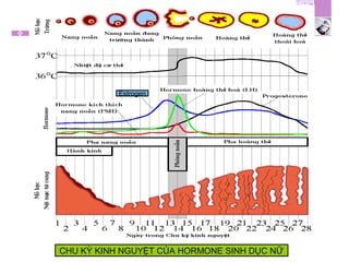 CHU KỲ KINH NGUYỆT CỦA HORMONE SINH DỤC NỮ
Estrogen
 