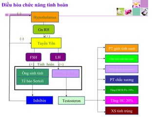 Điều hòa chức năng tinh hoàn
Tinh hoàn(+)
Hypothalamus
Gn RH
Tuyến Yên
FSH LH
Ống sinh tinh
Tế bào Sertoli
Tế bào Leydig
Inhibin Testosteron
XS tinh trùng
Tăng HC 20%
Tăng CHCB 5% -10%
PT chắc xương
Tăng chuyển hóa protein
Đặc tính sinh dục nam
PT giới tính nam
(-)
(-)
(+)
(+)
 
