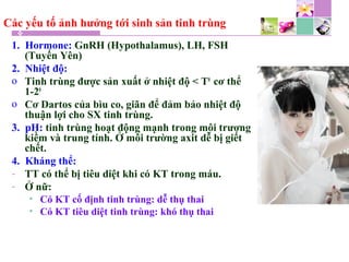 Các yếu tố ảnh hưởng tới sinh sản tinh trùng
1. Hormone: GnRH (Hypothalamus), LH, FSH
(Tuyến Yên)
2. Nhiệt độ:
o Tinh trùng được sản xuất ở nhiệt độ < T0
cơ thể
1-20
o Cơ Dartos của bìu co, giãn để đảm bảo nhiệt độ
thuận lợi cho SX tinh trùng.
3. pH: tinh trùng hoạt động mạnh trong môi trương
kiềm và trung tính. Ở môi trường axit dễ bị giết
chết.
4. Kháng thể:
- TT có thể bị tiêu diệt khi có KT trong máu.
- Ở nữ:
• Có KT cố định tinh trùng: dễ thụ thai
• Có KT tiêu diệt tinh trùng: khó thụ thai
 