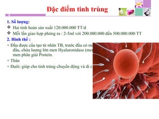 Đặc điểm tinh trùng
1. Số lượng:
 Hai tinh hoàn sản xuất 120.000.000 TT/d
 Mỗi lần giao hợp phóng ra : 2-5ml với 200.000.000 đến 500.000.000 TT
2. Hình thể :
+ Đầu được cấu tạo từ nhân TB, trước đầu có một lớp dày nên được gọi là cực
đầu, chứa lượng lớn men Hyaluronidase (men phân giải các sợi của mô) và
men phân giải Protein.
+ Thân
+ Đuôi: giúp cho tinh trùng chuyển động và di chuyển
 