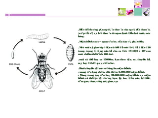 .RÊt thÝch sèng gÇn ng­êi, ¨n thøc ¨n cña ng­êi, rÊt tham ¨n.
¡n t¹p tÊt c¶ c¸c lo¹i thøc ¨n tõ ngon lµnh ®Õn h«i tanh, mèc
háng.
.MÇmbÖnh vµo c¬ quan tiªu ho¸ vÉn tån t¹i, ph¸t triÓn.
.Mét ruåi c¸i giao hîp 1 lÇn cã thÓ ®Î suèt ®êi. ®Î 1 lÇn 120
trøng. trong 5 th¸ng mïa hÌ cho ra ®êi: 191.010 x 1015
con
ruåi, chiÕmthÓ tÝch 180 dm3
.
.ruåi cã thÓ bay xa 15000m, b¸m theo tÇu, xe, thuyÒn bÌ,
m¸y bay ®i kh¾p c¸c ch©u lôc.
.Ruåi chuyÓn t¶i mét sè l­îng lín mÇmbÖnh:
- mang trªn l«ng ch©n, vßi, th©n: 6.000.000 mÇmbÖnh.
- Mang trong èng tiªu ho¸: 28.000.000 mÇm bÖnh c¸c mÇm
bÖnh cã thÓ lµ: t¶, th­¬ng hµn, lþ, lao, ®Ëu mïa, b¹i liÖt,
viªmgan, than, trïng roi, giun, s¸n
 