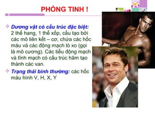PHÓNG TINH !
 Dương vật có cấu trúc đặc biệt:
2 thể hang, 1 thể xốp, cấu tạo bởi
các mô liên kết – cơ, chứa các hốc
máu và các động mạch lò xo (gọi
là mô cương). Các tiểu động mạch
và tĩnh mạch có cấu trúc hãm tạo
thành các van.
 Trạng thái bình thường: các hốc
máu hình V, H, X, Y
 