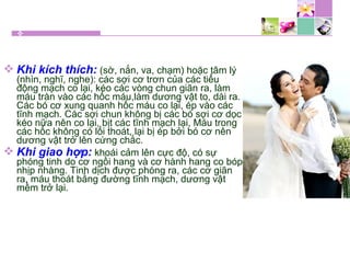  Khi kích thích: (sờ, nắn, va, chạm) hoặc tâm lý
(nhìn, nghĩ, nghe): các sợi cơ trơn của các tiểu
động mạch co lại, kéo các vòng chun giãn ra, làm
máu tràn vào các hốc máu,làm dương vật to, dài ra.
Các bó cơ xung quanh hốc máu co lại, ép vào các
tĩnh mạch. Các sợi chun không bị các bó sợi cơ dọc
kéo nữa nên co lại, bịt các tĩnh mạch lại, Máu trong
các hốc không có lối thoát, lại bị ép bởi bó cơ nên
dương vật trở lên cứng chắc.
 Khi giao hợp: khoái cảm lên cực độ, có sự
phóng tinh do cơ ngồi hang và cơ hành hang co bóp
nhịp nhàng. Tinh dịch được phóng ra, các cơ giãn
ra, máu thoát bằng đường tĩnh mạch, dương vật
mềm trở lại.
 