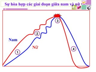 Nữ
Nam
Sự hòa hợp các giai đoạn giữa nam và nữ
1
2
3
4
 