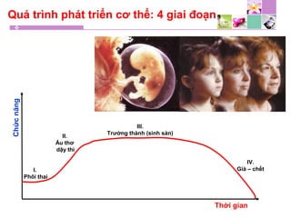 Quá trình phát triển cơ thể: 4 giai đoạnChứcnăng
Thời gian
I.
Phôi thai
II.
Ấu thơ
dậy thì
III.
Trưởng thành (sinh sản)
IV.
Già – chết
 