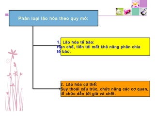 Phân loại lão hóa theo quy mô:
1. Lão hóa tế bào:
Hạn chế, tiến tới mất khả năng phân chia
tế bào.
2. Lão hóa cơ thể:
Suy thoái cấu trúc, chức năng các cơ quan,
tổ chức dẫn tới già và chết.
 