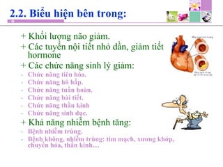+ Khối lượng não giảm.
+ Các tuyến nội tiết nhỏ dần, giảm tiết
hormone
+ Các chức năng sinh lý giảm:
- Chức năng tiêu hóa.
- Chức năng hô hấp.
- Chức năng tuần hoàn.
- Chức năng bài tiết.
- Chức năng thần kinh
- Chức năng sinh dục.
+ Khả năng nhiễm bệnh tăng:
- Bệnh nhiễm trùng.
- Bệnh không, nhiễm trùng: tim mạch, xương khớp,
chuyển hóa, thần kinh…
2.2. Biểu hiện bên trong:
 