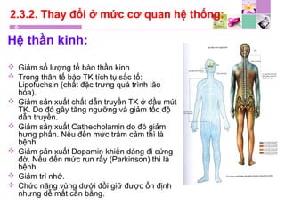 2.3.2. Thay đổi ở mức cơ quan hệ thống:
Hệ thần kinh:
 Giảm số lượng tế bào thần kinh
 Trong thân tế bào TK tích tụ sắc tố:
Lipofuchsin (chất đặc trưng quá trình lão
hóa).
 Giảm sản xuất chất dẫn truyền TK ở đầu mút
TK. Do đó gây tăng ngưỡng và giảm tốc độ
dẫn truyền.
 Giảm sản xuất Cathecholamin do đó giảm
hưng phấn. Nếu đến mức trầm cảm thì là
bệnh.
 Giảm sản xuất Dopamin khiến dáng đi cứng
đờ. Nếu đến mức run rẩy (Parkinson) thì là
bệnh.
 Giảm trí nhớ.
 Chức năng vùng dưới đồi giữ được ổn định
nhưng dễ mất cân bằng.
 